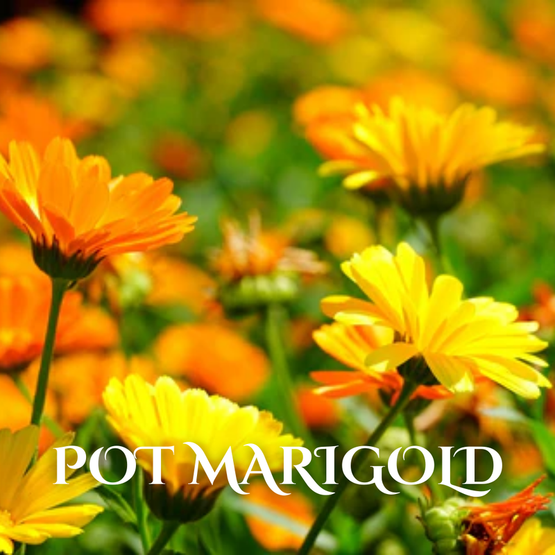 Buy Wholesale Winter Seasonal Flowers Online in Bulk