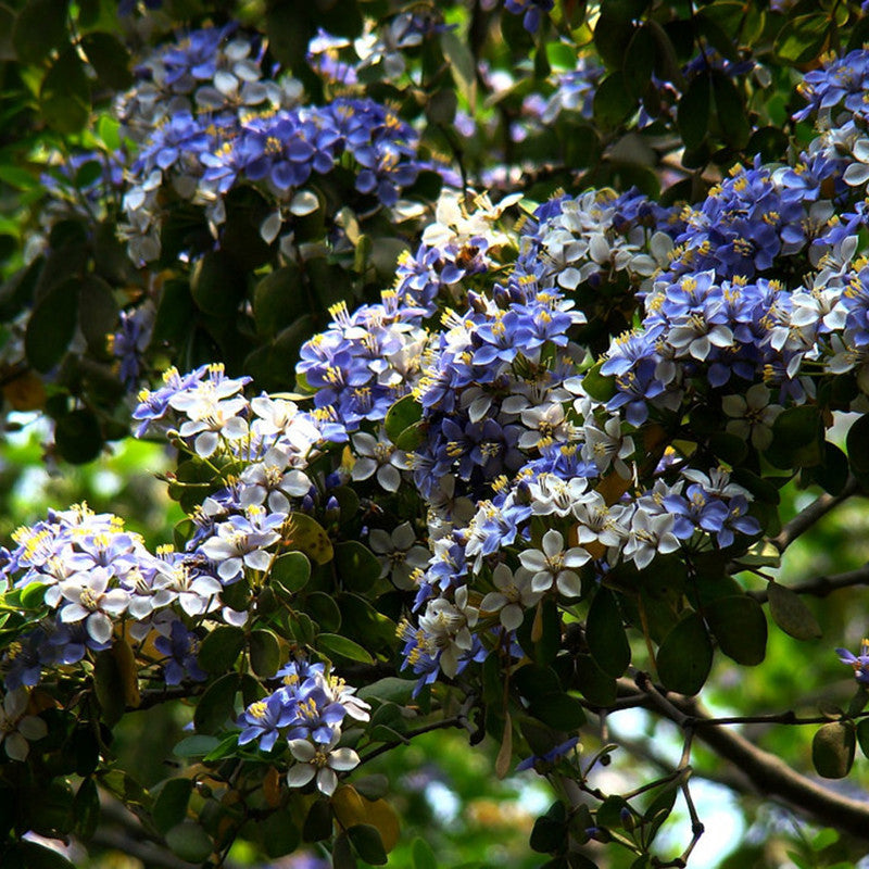 Tree Of Life Guaiacum - Herbs