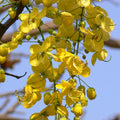 Cassia fistula / Indian laburnum - Avenue Trees