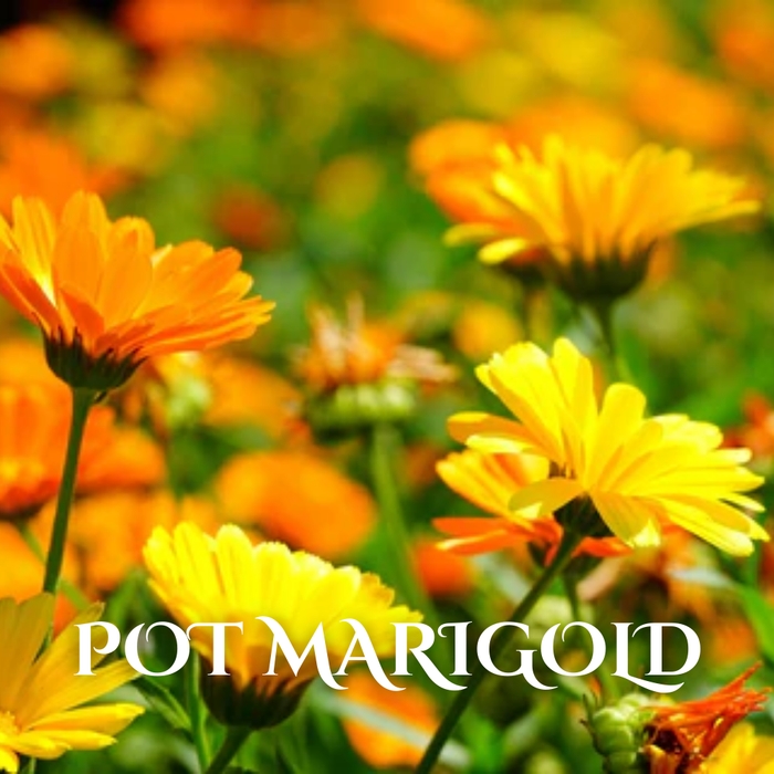 Buy Wholesale Winter Seasonal Flowers Online in Bulk