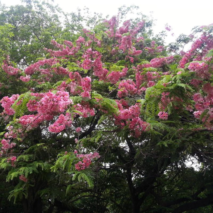 Cassia Javanica / Pink Shower Tree - Avenue Trees