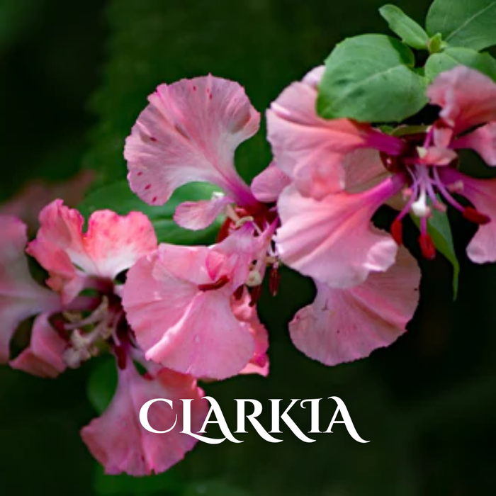 Buy Wholesale Winter Seasonal Flowers Online in Bulk