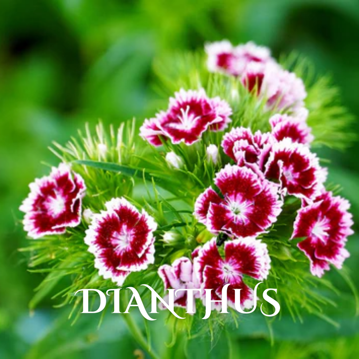 Buy Wholesale Winter Seasonal Flowers Online in Bulk