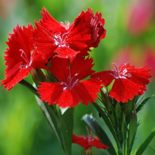 Dianthus Red - SEASONALS