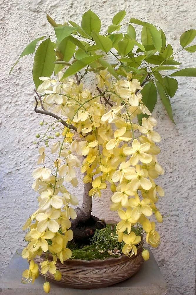 Cassia Fistula, Amaltas Tree, Golden Shower Tree, Ornamental Tree, Timber Tree, Avenue Tree, Saharanpur Nursery, Wholesale Plant Nursery, Wholesale Plant Supplier, Nursery in India, Landscaping Plant
