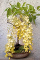 Cassia Fistula, Amaltas Tree, Golden Shower Tree, Ornamental Tree, Timber Tree, Avenue Tree, Saharanpur Nursery, Wholesale Plant Nursery, Wholesale Plant Supplier, Nursery in India, Landscaping Plant