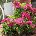 Bougainvillea Dwarf - Flowering Shrubs
