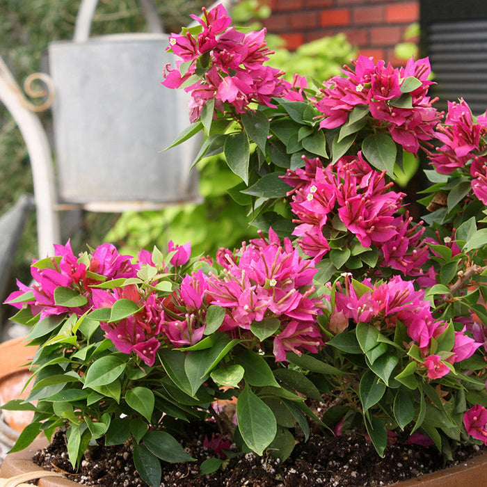 Bougainvillea Dwarf - Flowering Shrubs
