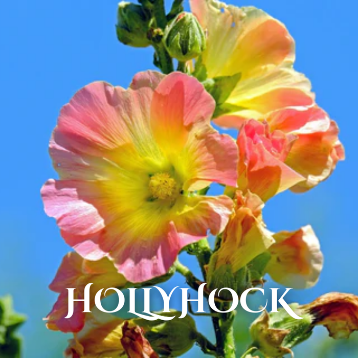Buy Wholesale Winter Seasonal Flowers Online in Bulk