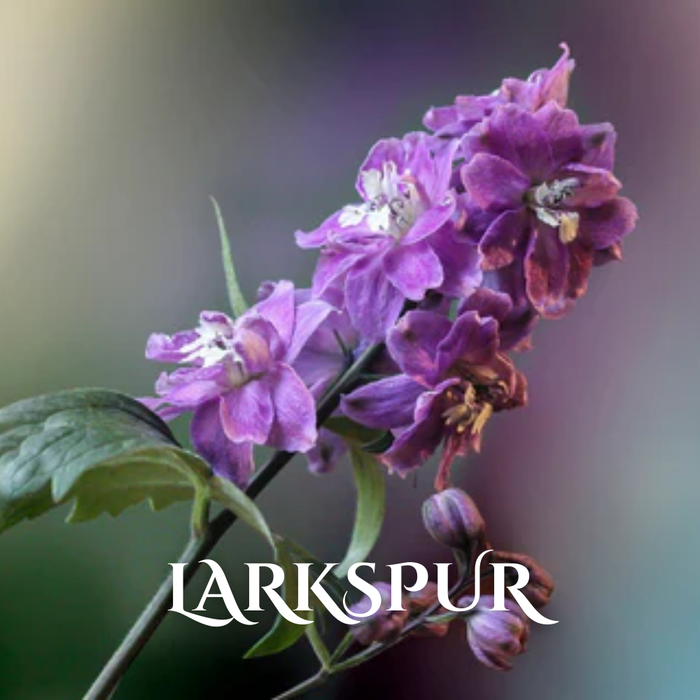 Buy Wholesale Winter Seasonal Flowers Online in Bulk