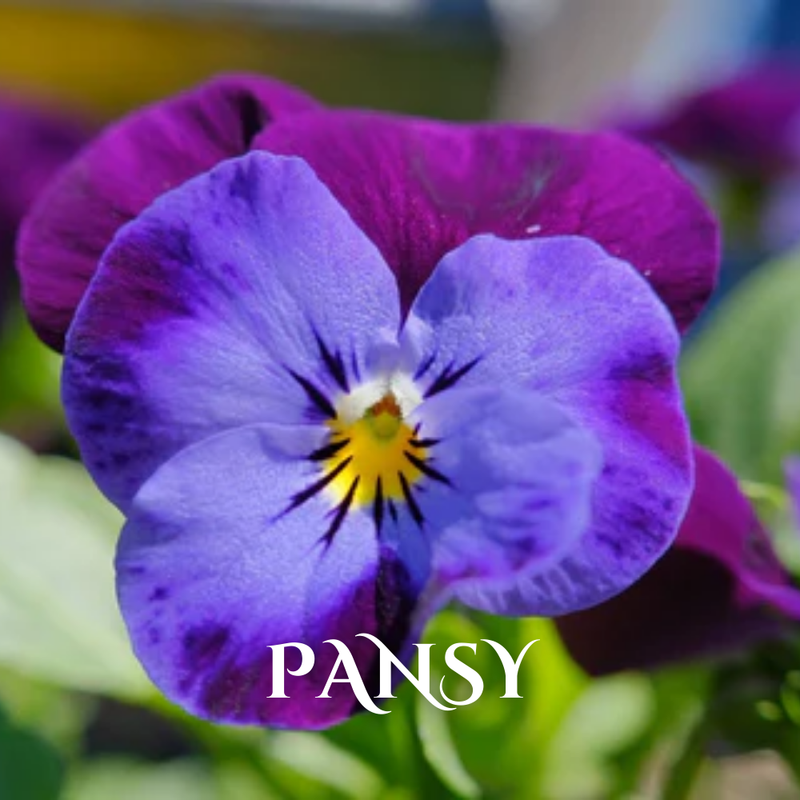 Buy Wholesale Winter Seasonal Flowers Online in Bulk