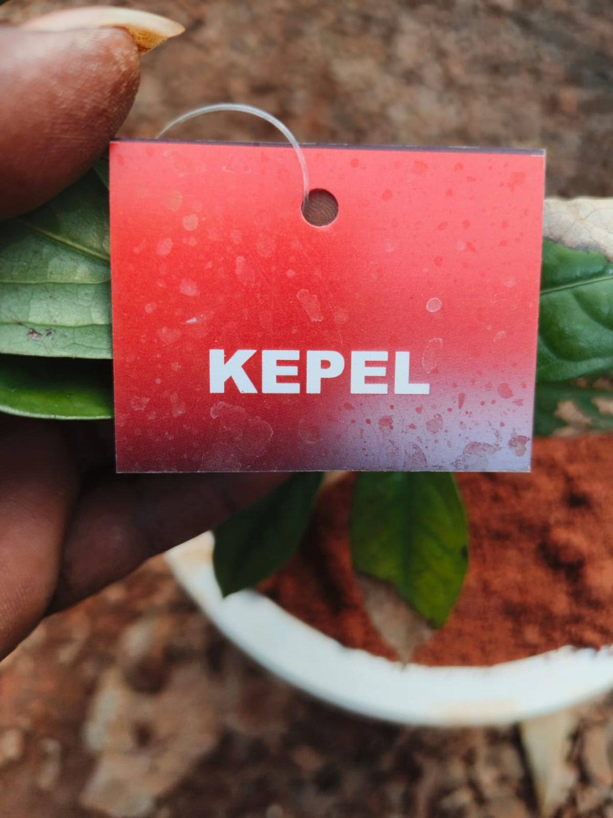 Kepel - Fruit Plants & Tree — Saharanpur Nursery