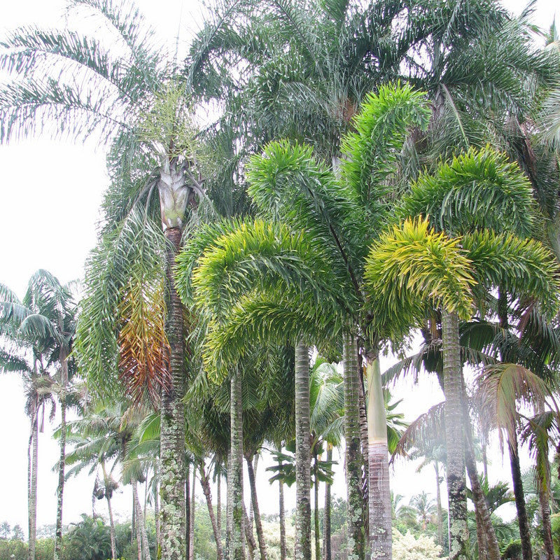 Fox Tail Palm - Palms