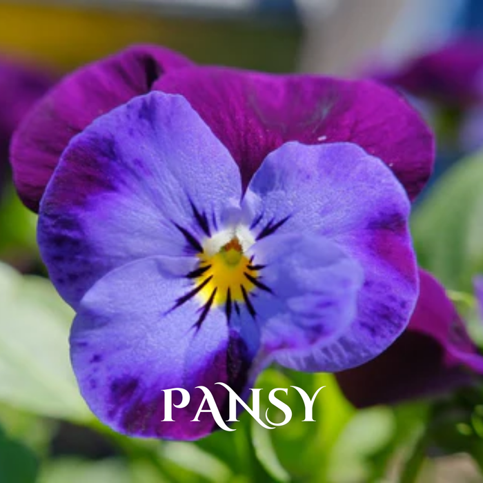 Buy Wholesale Winter Seasonal Flowers Online in Bulk