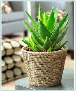 aloe vera is indoor or outdoor plant Aloe Vera
