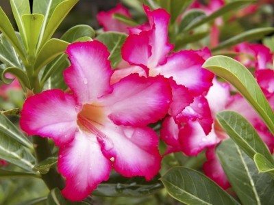 Adenium Baby Pink - Flowering Plants