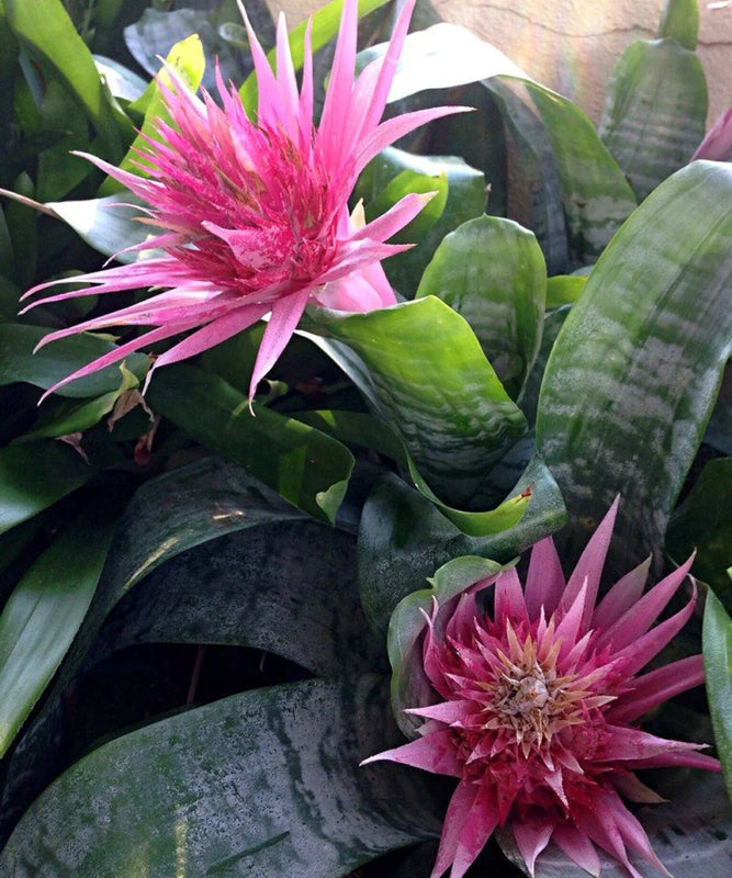 Urn Plant | Aechmea Fasciata 'Primera' | Ornamental Plant | Saharanpur Nursery | Wholesale Plant Supplier