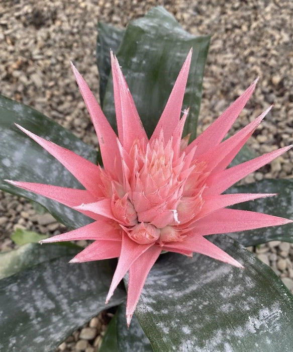 Urn Plant, Silver Vase Plant, Aechmea ‘Primera’, Aechmea fasciata, Indoor Plants, Ornamental Plants, Flower Plant, Saharanpur Nursery, wholesale plant supplier, wholesale plant nursery, Nursery in India, Landscaping Company in India, Plant Exporter in India 