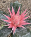Urn Plant, Silver Vase Plant, Aechmea ‘Primera’, Aechmea fasciata, Indoor Plants, Ornamental Plants, Flower Plant, Saharanpur Nursery, wholesale plant supplier, wholesale plant nursery, Nursery in India, Landscaping Company in India, Plant Exporter in India 