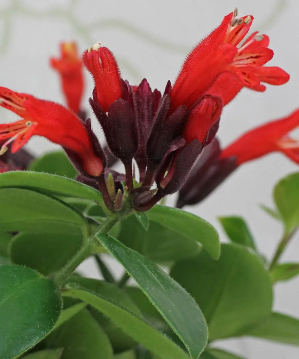 Aeschynanthus radicans (commonly cultivated variety: Aeschynanthus ‘Mona Lisa’), Lipstick Plant, Aeschynanthus 'Mona Lisa', Flower Plant, Ornamental Plant, Saharanpur Nursery, Wholesale Plant Supplier, Wholesale Plant Nursery, Nursery in India, Plant Exporter in India 