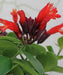 Aeschynanthus radicans (commonly cultivated variety: Aeschynanthus ‘Mona Lisa’), Lipstick Plant, Aeschynanthus 'Mona Lisa', Flower Plant, Ornamental Plant, Saharanpur Nursery, Wholesale Plant Supplier, Wholesale Plant Nursery, Nursery in India, Plant Exporter in India 