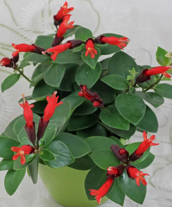 Aeschynanthus radicans (commonly cultivated variety: Aeschynanthus ‘Mona Lisa’), Lipstick Plant, Aeschynanthus 'Mona Lisa', Flower Plant, Ornamental Plant, Saharanpur Nursery, Wholesale Plant Supplier, Wholesale Plant Nursery, Nursery in India, Plant Exporter in India 