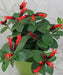 Aeschynanthus radicans (commonly cultivated variety: Aeschynanthus ‘Mona Lisa’), Lipstick Plant, Aeschynanthus 'Mona Lisa', Flower Plant, Ornamental Plant, Saharanpur Nursery, Wholesale Plant Supplier, Wholesale Plant Nursery, Nursery in India, Plant Exporter in India 