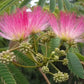 Albizia Julibrissin, Persian Silk Tree, Silk Tree, Timber Tree, Avenue Tree, Ornamental Tree, Saharanpur Nursery, Wholesale Plant Supplier, Wholesale Plant Nursery, Nursery in India, Landscaping Company in India, Plant Exporter in India 