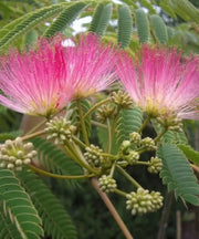 Albizia Julibrissin, Persian Silk Tree, Silk Tree, Timber Tree, Avenue Tree, Ornamental Tree, Saharanpur Nursery, Wholesale Plant Supplier, Wholesale Plant Nursery, Nursery in India, Landscaping Company in India, Plant Exporter in India 