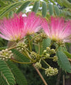 Albizia Julibrissin, Persian Silk Tree, Silk Tree, Timber Tree, Avenue Tree, Ornamental Tree, Saharanpur Nursery, Wholesale Plant Supplier, Wholesale Plant Nursery, Nursery in India, Landscaping Company in India, Plant Exporter in India 