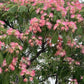 Albizia Julibrissin, Persian Silk Tree, Silk Tree, Timber Tree, Avenue Tree, Ornamental Tree, Saharanpur Nursery, Wholesale Plant Supplier, Wholesale Plant Nursery, Nursery in India, Landscaping Company in India, Plant Exporter in India 
