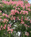 Albizia Julibrissin, Persian Silk Tree, Silk Tree, Timber Tree, Avenue Tree, Ornamental Tree, Saharanpur Nursery, Wholesale Plant Supplier, Wholesale Plant Nursery, Nursery in India, Landscaping Company in India, Plant Exporter in India 