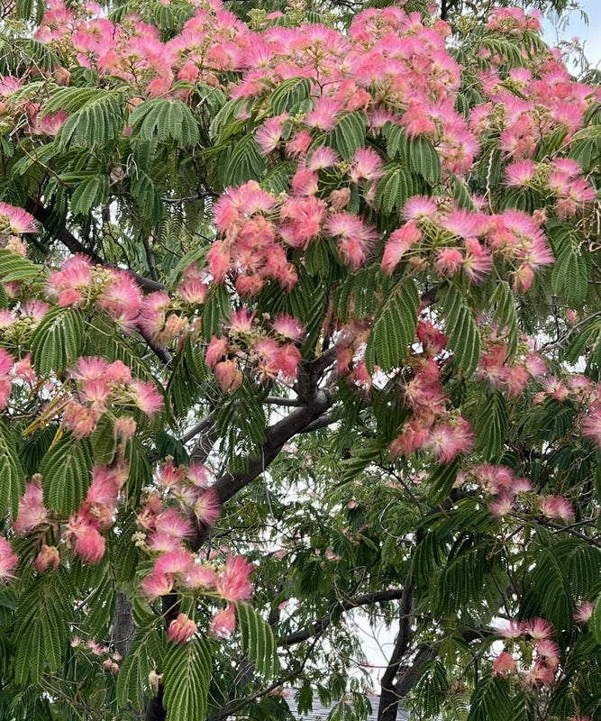 Albizia Julibrissin | Persian Silk Tree | Ornamental Tree | Saharanpur Nursery | Wholesale Plant Supplier
