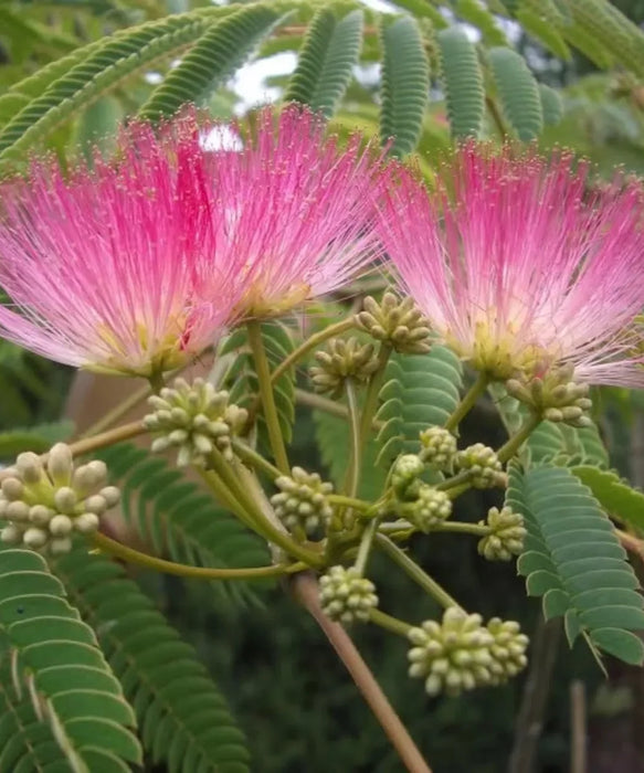 Albizia Julibrissin, Persian Silk Tree, Silk Tree, Timber Tree, Avenue Tree, Ornamental Tree, Saharanpur Nursery, Wholesale Plant Supplier, Wholesale Plant Nursery, Nursery in India, Landscaping Company in India, Plant Exporter in India 