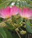 Albizia Julibrissin, Persian Silk Tree, Silk Tree, Timber Tree, Avenue Tree, Ornamental Tree, Saharanpur Nursery, Wholesale Plant Supplier, Wholesale Plant Nursery, Nursery in India, Landscaping Company in India, Plant Exporter in India 