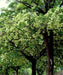 Alstonia Scholaris, Blackboard Tree, Devil’s Tree, Timber Tree, Avenue Tree, Flowering Tree, Ornamental Tree, Saharanpur Nursery, Wholesale Plant Supplier, Wholesale Plant Nursery, Nursery in India, Landscaping Company in India, Plant Nursery in India