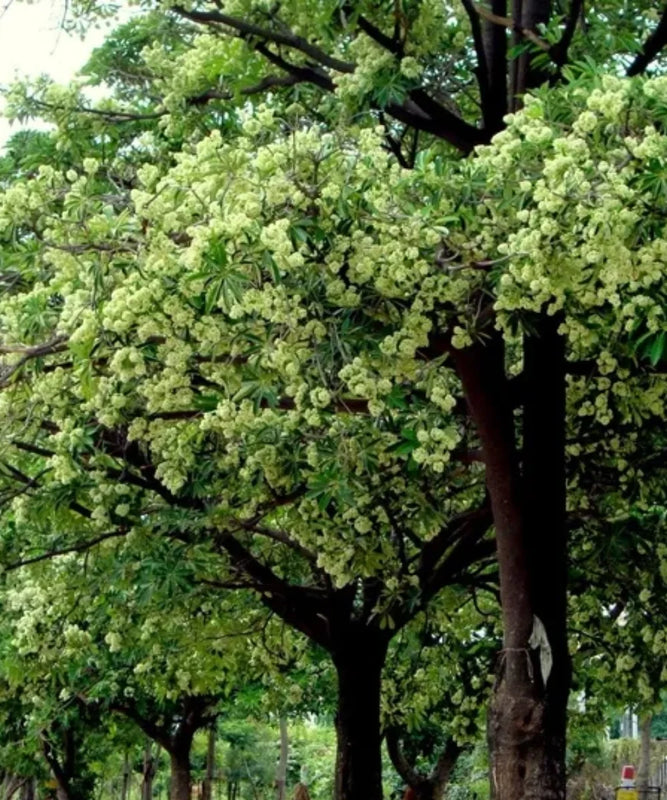 Alstonia Scholaris | Blackboard Tree | Avenue Tree | Saharanpur Nursery | Wholesale Plant Supplier