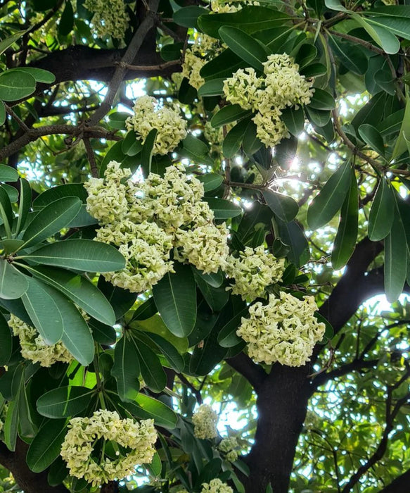 Alstonia Scholaris, Blackboard Tree, Devil’s Tree, Timber Tree, Avenue Tree, Flowering Tree, Ornamental Tree, Saharanpur Nursery, Wholesale Plant Supplier, Wholesale Plant Nursery, Nursery in India, Landscaping Company in India, Plant Nursery in India