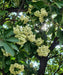 Alstonia Scholaris, Blackboard Tree, Devil’s Tree, Timber Tree, Avenue Tree, Flowering Tree, Ornamental Tree, Saharanpur Nursery, Wholesale Plant Supplier, Wholesale Plant Nursery, Nursery in India, Landscaping Company in India, Plant Nursery in India
