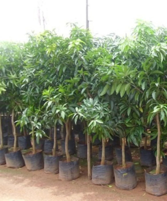 Alstonia Scholaris, Blackboard Tree, Devil’s Tree, Timber Tree, Avenue Tree, Flowering Tree, Ornamental Tree, Saharanpur Nursery, Wholesale Plant Supplier, Wholesale Plant Nursery, Nursery in India, Landscaping Company in India, Plant Nursery in India