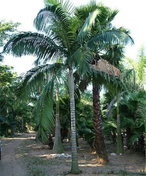  King Palm, Alexandra Palm, Archontophoenix Alexandrae, Archontophoenix, Palm Tree, Ornamental Tree, Landscaping Tree, Saharanpur Nursery, Wholesale Plant Supplier, Wholesale Plant Nursery, Landscaping Company, Nursery in India