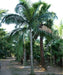  King Palm, Alexandra Palm, Archontophoenix Alexandrae, Archontophoenix, Palm Tree, Ornamental Tree, Landscaping Tree, Saharanpur Nursery, Wholesale Plant Supplier, Wholesale Plant Nursery, Landscaping Company, Nursery in India