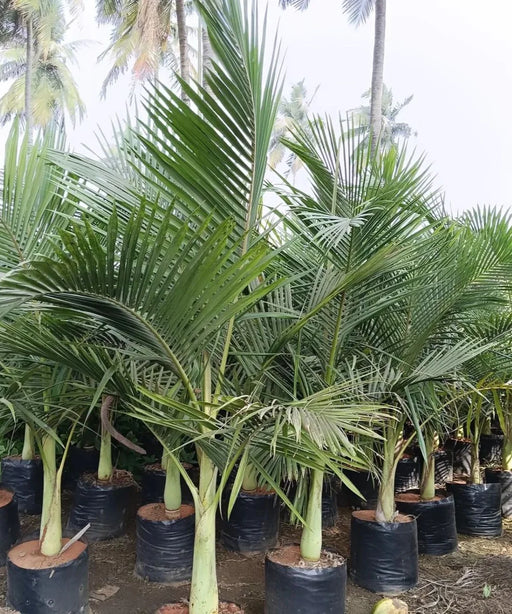  King Palm, Alexandra Palm, Archontophoenix Alexandrae, Archontophoenix, Palm Tree, Ornamental Tree, Landscaping Tree, Saharanpur Nursery, Wholesale Plant Supplier, Wholesale Plant Nursery, Landscaping Company, Nursery in India