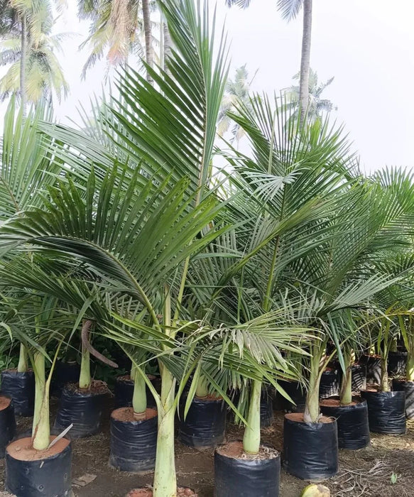 king palm house plant King Palm (Archontophoenix)