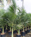  King Palm, Alexandra Palm, Archontophoenix Alexandrae, Archontophoenix, Palm Tree, Ornamental Tree, Landscaping Tree, Saharanpur Nursery, Wholesale Plant Supplier, Wholesale Plant Nursery, Landscaping Company, Nursery in India