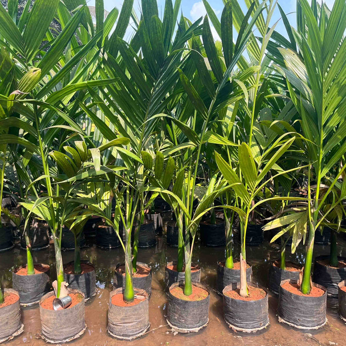 areca nut palm Discover the Versatile Benefits of Areca Catechu (Betel Nut Palm) for — Saharanpur Nursery