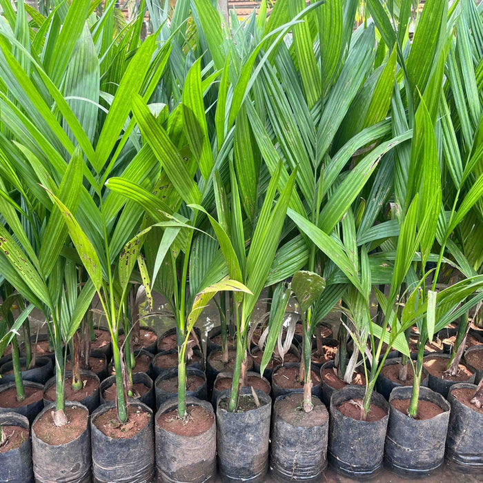 areca palm plant in telugu Discover the Versatile Benefits of Areca Catechu (Betel Nut Palm) for — Saharanpur Nursery