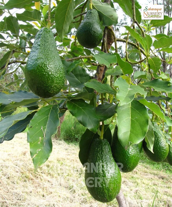 Avocado Plant, Persea americana, Butter Fruit Tree, Alligator Pear, Saharanpur