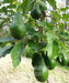 Avocado Plant, Persea americana, Butter Fruit Tree, Alligator Pear, Saharanpur