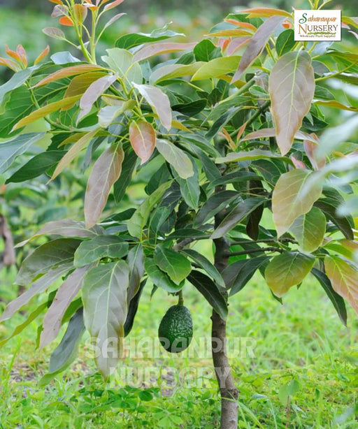 Avocado Plant, Persea americana, Butter Fruit Tree, Alligator Pear, Saharanpur